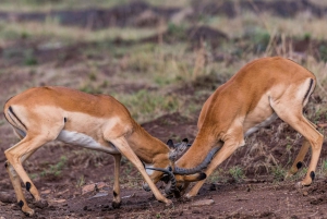 Nairobi National Park: Early Morning / Afternoon Game Drive