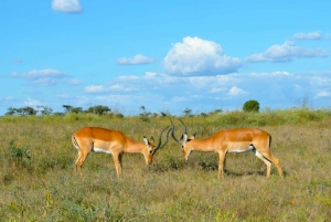 Nairobi National Park: Early Morning / Afternoon Game Drive