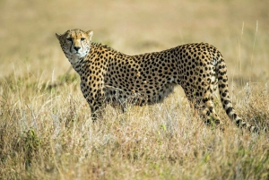 Nairobi National Park: Early Morning / Afternoon Game Drive