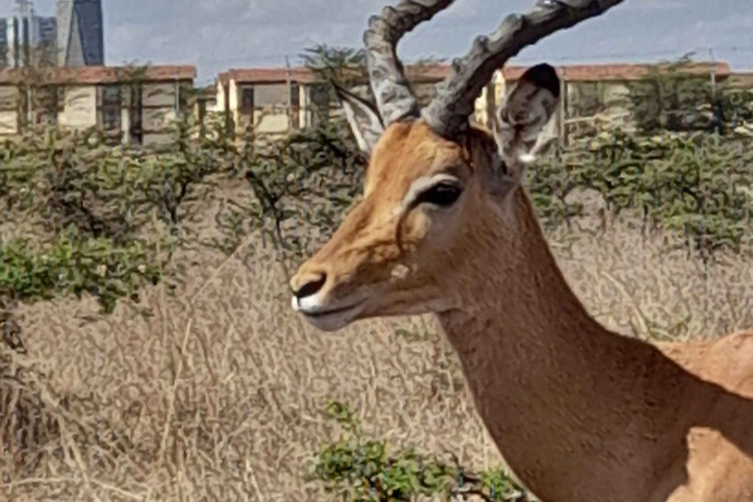 Nairobi: Parque Nacional Safári de manhã cedo ou à tarde