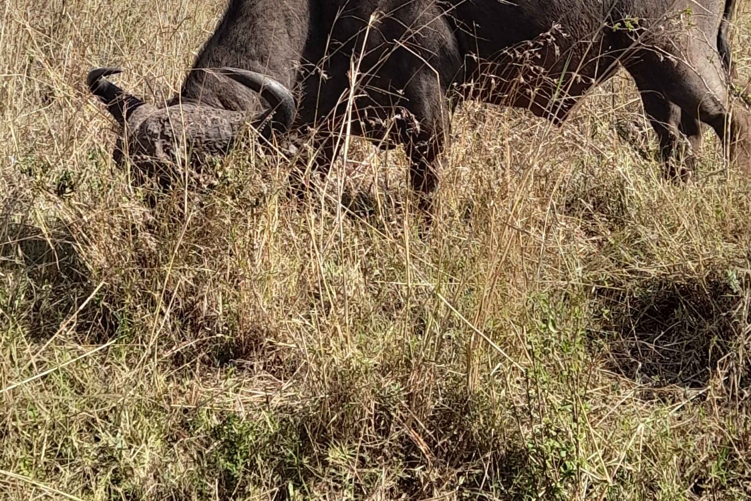 Nairobi: Parque Nacional Safári de manhã cedo ou à tarde