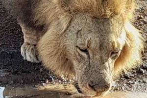 Nairobi: Nationalparken tidig morgon eller eftermiddagssafari