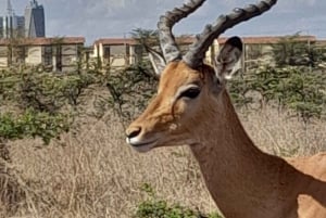 Nairobi: Nationalparken tidig morgon eller eftermiddagssafari