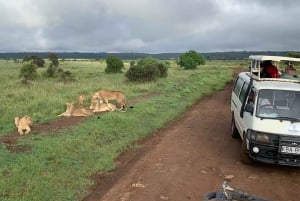 Nairobi: Parque Nacional Safári de manhã cedo ou à tarde