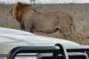 Nairobi: Parque Nacional Safári de manhã cedo ou à tarde