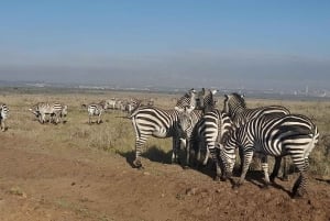 Nairobi: Parque Nacional Safári de manhã cedo ou à tarde