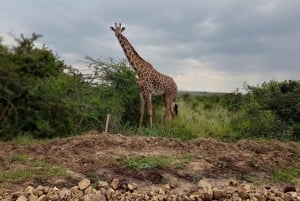 Nairobi: Parque Nacional Safári de manhã cedo ou à tarde