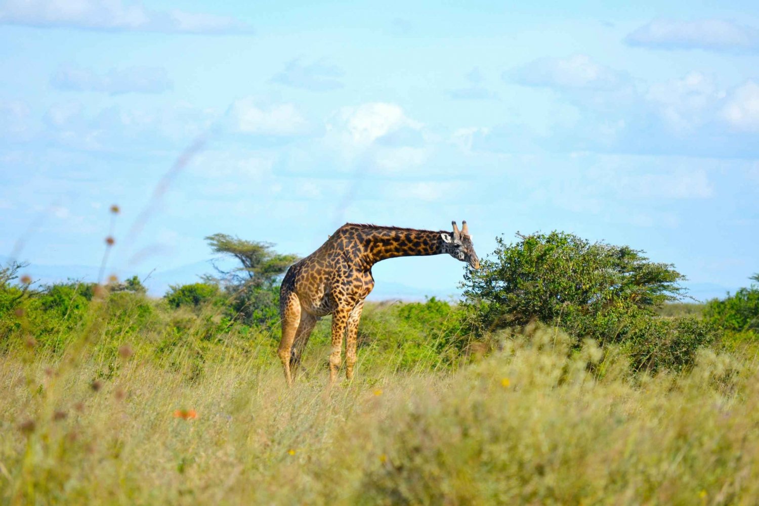 Nairobi: Tidlig morgen- eller ettermiddagstur til en nasjonalpark
