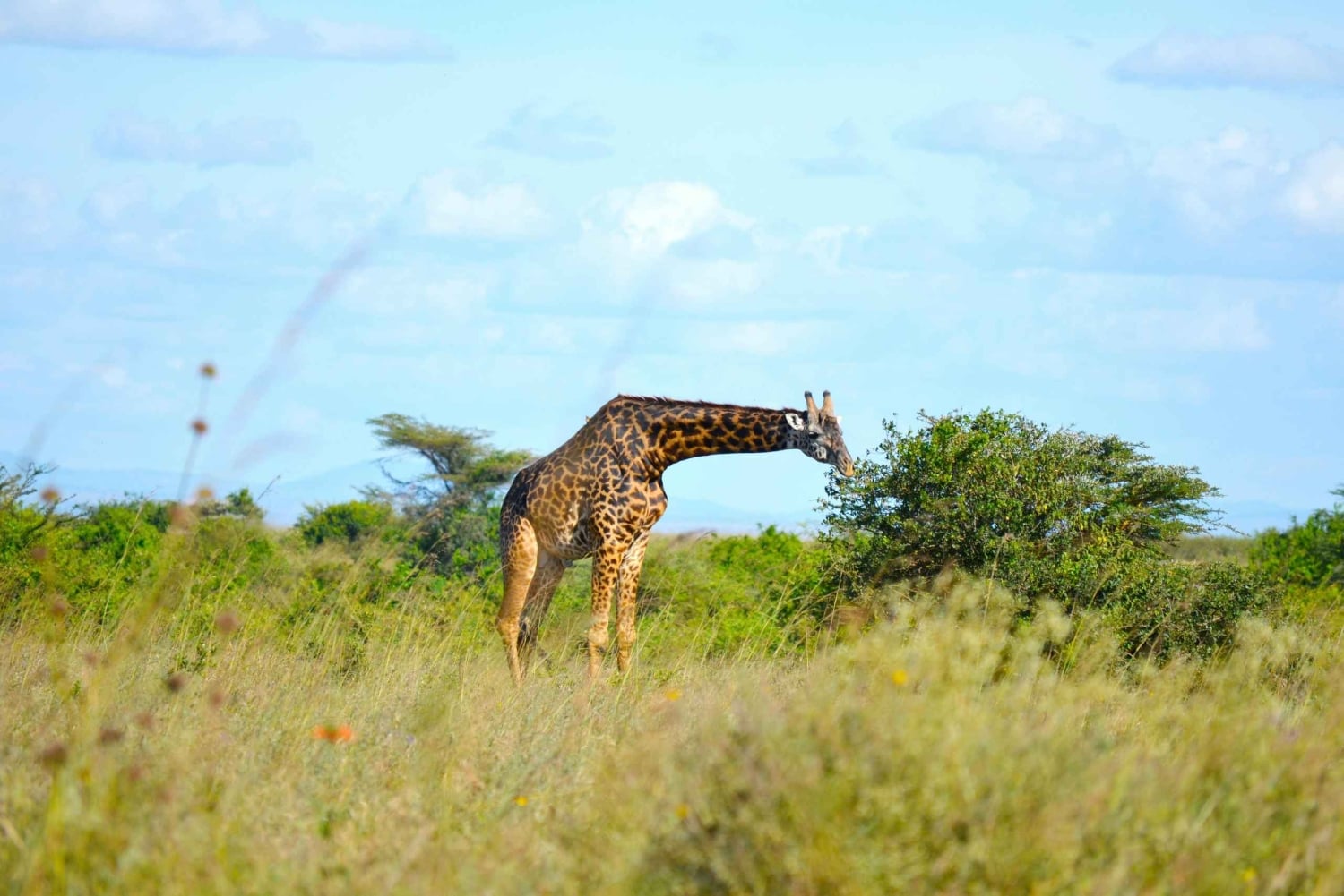 Nairobi: tour mattutino o pomeridiano del Parco Nazionale