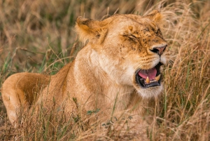 Nairobi : visite du parc national tôt le matin ou l'après-midi