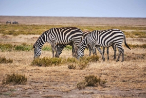 Nairobi: Visita al Parque Nacional por la mañana temprano o por la tarde