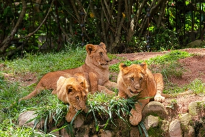 Nairobi: Kansallispuiston retki aikaisin aamulla tai iltapäivällä
