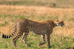 Nairobi: Nationale Parktour in de vroege ochtend of middag