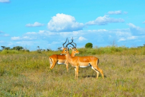 Nairobi: Kansallispuiston retki aikaisin aamulla tai iltapäivällä
