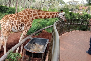 Dagstur - Nairobi nationalpark, elefant- og girafcenter