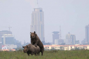 Dagstur - Nairobi nationalpark, elefant- og girafcenter