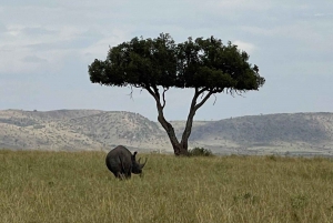 Dagsutflukt til Nairobi nasjonalpark, elefant- og sjiraffsenter