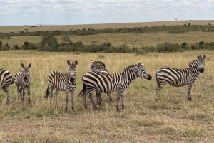 Dagsutflukt til Nairobi nasjonalpark, elefant- og sjiraffsenter