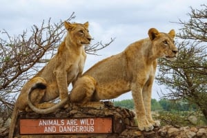 Nairobi Nationalpark, elefant og Bomas of Kenya Adventure