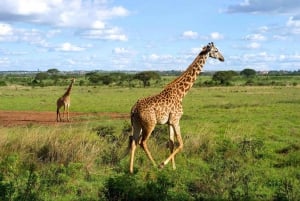 Nairobi nationalpark, elefant- och Bomas of Kenya-äventyr
