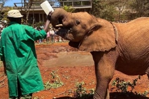 Nairobi-Nationalpark, Elefanten und Bomas von Kenia Abenteuer