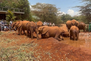 Nairobi national park, elephant, giraffe, and bomas of kenya