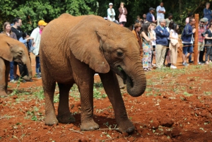 Nairobi national park, elephant, giraffe, and bomas of kenya