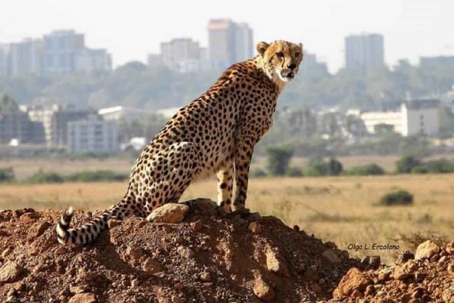 Nairobi Nationalpark, elefantbørnehjem og girafcenter