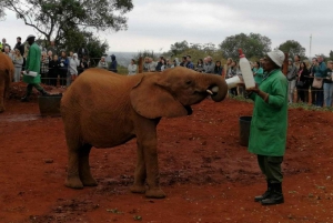 Nairobi national park Elephant orphanage and Giraffe center