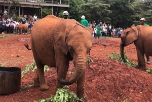 Nairobi National Park, Elephant Orphanage and Giraffe center