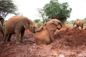 Nairobi National Park, Elephant Orphanage and Giraffe center