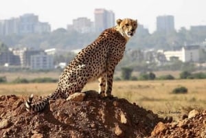 Nairobi Nationalpark, elefantbørnehjem og girafcenter