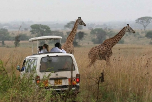 Nairobi Nationalpark, elefantbørnehjem og girafcenter