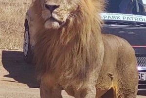 Nairobi Nationalpark, elefantbørnehjem og girafcenter