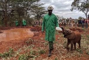 Nairobi Nationalpark, elefantbørnehjem og girafcenter
