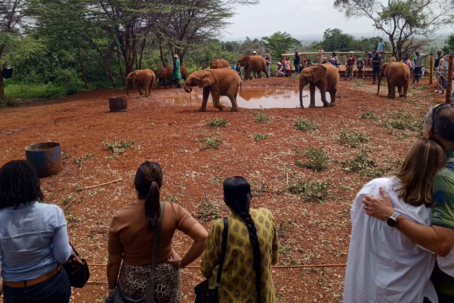 Nairobi nasjonalpark, elefantbarnehjem og sjiraffsenter