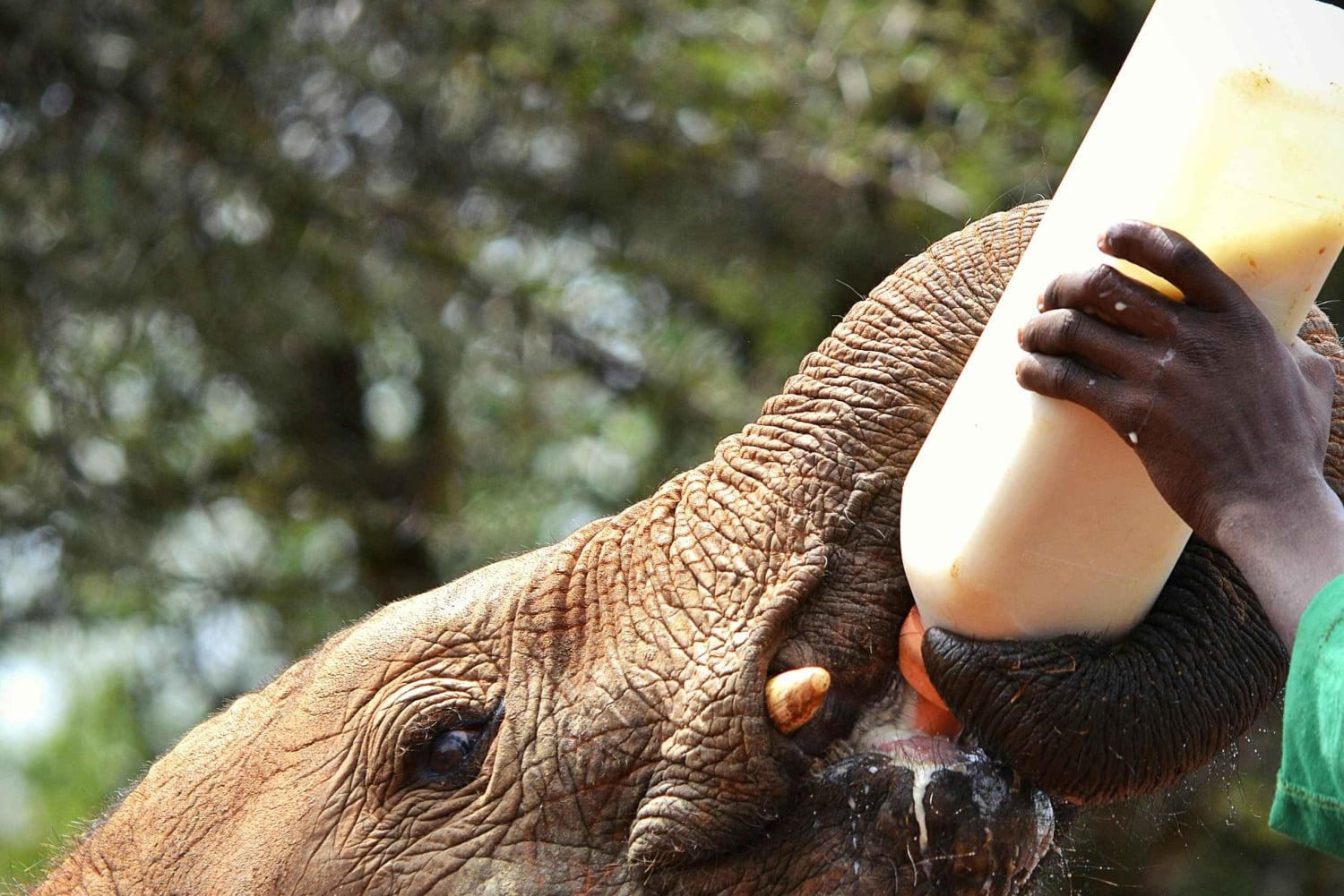 Park Narodowy w Nairobi, sierociniec dla słoni i Centrum Żyraf