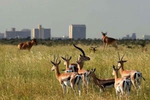 Parco nazionale di Nairobi, orfanotrofio degli elefanti e centro delle giraffe