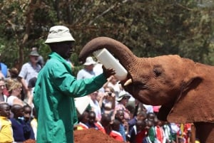Nairobin kansallispuisto, norsujen orpokoti ja kirahvikeskus.