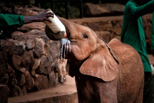Parque Nacional de Nairobi, Orfanato de Elefantes y Centro de Jirafas