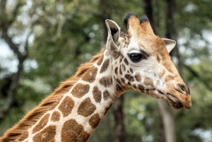 Parc national de Nairobi, orphelinat des éléphants et centre des girafes