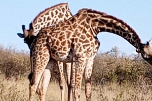Nairobi National park, Elephant Orphanage and Giraffe Centre