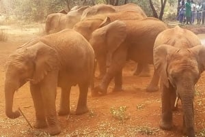 Nairobi National Park, Elephant Orphanage and Giraffe Centre