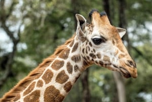 Nairobi National Park, Elephant Orphanage and Giraffe Centre