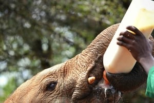 Park Narodowy w Nairobi, sierociniec dla słoni i Centrum Żyraf