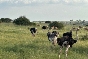 Park Narodowy w Nairobi, sierociniec dla słoni i Centrum Żyraf