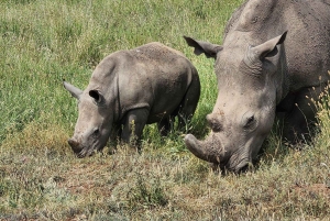 Park Narodowy w Nairobi, sierociniec dla słoni i Centrum Żyraf