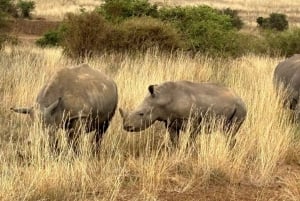 Park Narodowy w Nairobi, sierociniec dla słoni i Centrum Żyraf