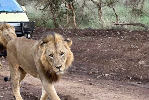 Park Narodowy w Nairobi, sierociniec dla słoni i Centrum Żyraf
