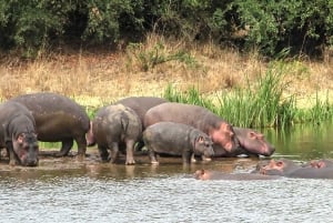 Park Narodowy w Nairobi, sierociniec dla słoni i Centrum Żyraf